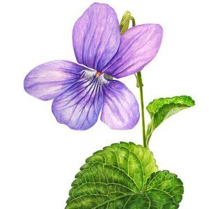 Meet your Posher, Violet